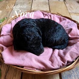 Poodle Puppies from Wild Grace Farm Pups