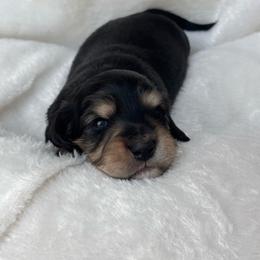 Aries - Black and cream male Dachshund puppy in Murrieta, California from Dash of Love