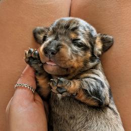 Dapple Boy 1 - Dapple male Dachshund puppy in Ormond Beach, Florida from Manpaw Puppies