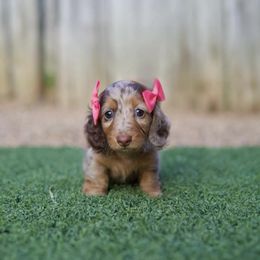 Dachshund Puppies from Rising Dawn Dachshunds
