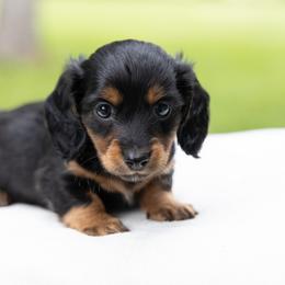 Jerry - Black and tan male Dachshund puppy in Boswell, Indiana from Golden Moose Homestead