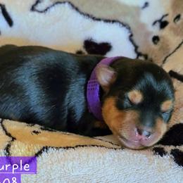 Lilly - Black and gold female Yorkshire Terrier puppy in Nitro, West Virginia from Kathryn's Yorkies