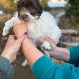 Puppy 2 - Chocolate female Australian Labradoodle puppy in Yamhill, Oregon from FitzGerald Kennels