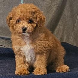 Red Rider - Parti male Poodle puppy in Willis, Texas from Golden's Poodles