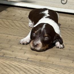 Dachshund Puppies from Monroe’s Hillcrest Dachshunds