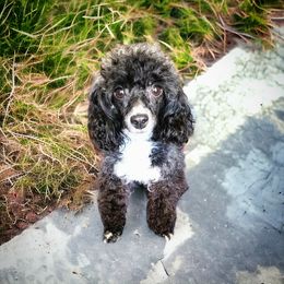 Pixie - Poodle