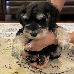 Miniature Schnauzer Puppies from Black Gold Miniature Schnauzers