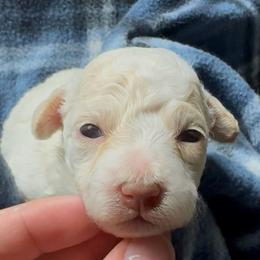 Marty - Parti male Maltipoo puppy in Alexander, Arkansas from Durham's Designer Poos
