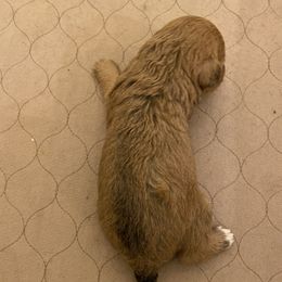 Schnoodle Puppies from Noodle Tings Puppies