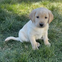 Orange Collar Boy - Yellow male Labrador Retriever puppy in Colorado Springs, Colorado from Front Range Labradors LLC