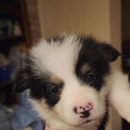 Boy 6 - Black and tan male Pembroke Welsh Corgi puppy in Grand Blanc, Michigan from Dellinger's Corgi's