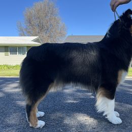 Goose - Australian Shepherd
