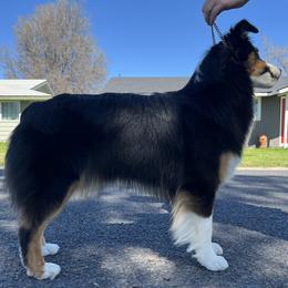 Goose - Australian Shepherd