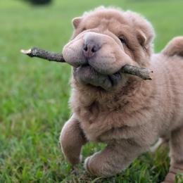 Prozac - Isabella dilute male Chinese Shar-Pei puppy in Clarksville, Tennessee from Wrinkle Bum Shar-Pei