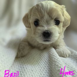 Basil - Apricot female Maltipoo puppy in Bremerton, Washington from Missy's Little Garden