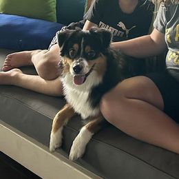 Miniature American Shepherd Puppies from Paragon Ranch