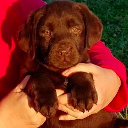 Labrador Retrievers from BonaVenture Labradors