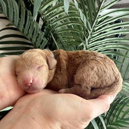 Light Blue Collar - Red male Assorted Doodle Crosses puppy in Marysville, California from Dailey Doodles and Dachshunds