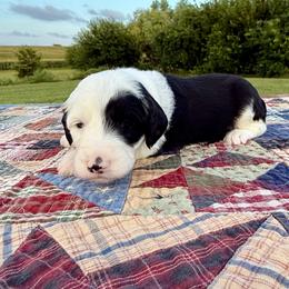Cotton Candy - Black and white female Sheepadoodle puppy in Adams, Nebraska from Boxcar Doodles and Poodles