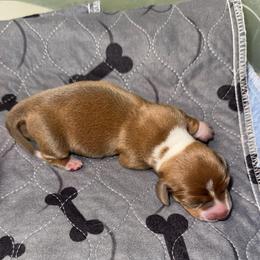 AKC Rose - Piebald female Dachshund puppy in Knoxville, Tennessee from Thea's Puppies