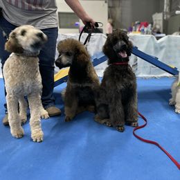 "Training class" Poodle Puppies from Forest City Standard Poodles