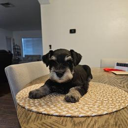 Male 3 - Salt and pepper male Miniature Schnauzer puppy in Chino, California from So Cal Schnauzer
