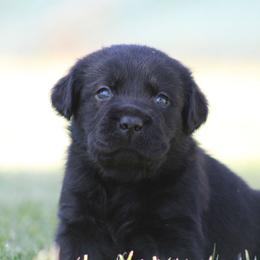 Green collar - Black male Labrador Retriever puppy in Marysville, California from Britt Labradors