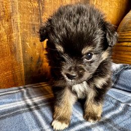 Tiny Tim - Black tri male Toy Australian Shepherd puppy in Tonasket, Washington from V5 Aussies