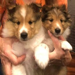 Shetland Sheepdogs from Iona Shelties