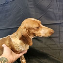 Rosalita - Dachshund