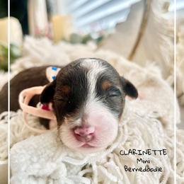 CLARINETTE - Chocolate merle female Bernedoodle puppy in Houston, Texas from Pia’s Doodle Poodle Wag