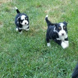 Aussiedoodle and Miniature American Shepherd Puppies from Rosewood Companions