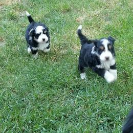 Aussiedoodle and Miniature American Shepherd Puppies from Rosewood Companions