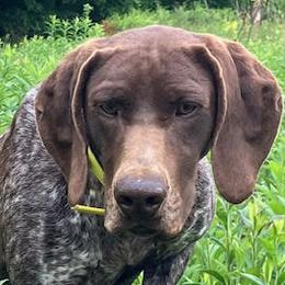 Rona - German Shorthaired Pointer