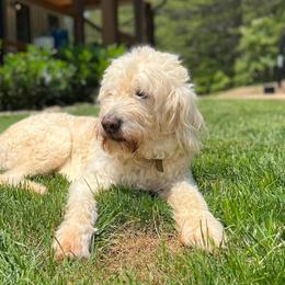 Goldendoodles from Stringer's Goldendoodles