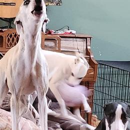 Whippets from Trezlar Whippets