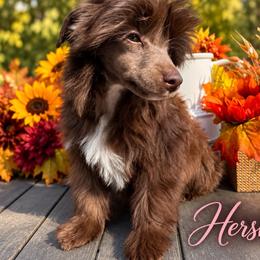 Hershey - Chocolate female Chinese Crested puppy in Crook, Colorado from Colorado Cresteds