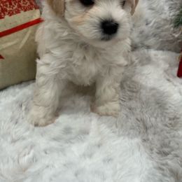 Charles - Cream Havanese puppy in Manteca, California from Once Upon A Havanese