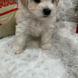 Charles - Cream Havanese puppy in Manteca, California from Once Upon A Havanese