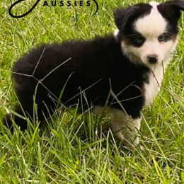 Boy 2 - male Toy Australian Shepherd puppy in Lumberton, Mississippi from Talowah Aussies