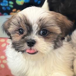 LEIF - Red and white male Shih Tzu puppy in Kamilche, Washington from Serendipity Shih tzu