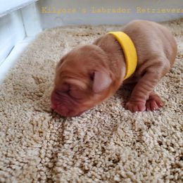 Labrador Retriever Puppies from Kilgore’s Labrador Retrievers