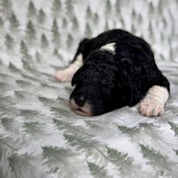 Sapphire - Black and white female Sheepadoodle puppy in Tahlequah, Oklahoma from Mulberry Ridge Doodles