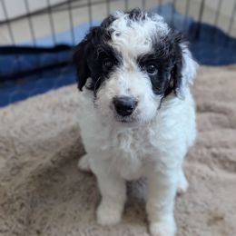 George Fazio - Black tri-color male Aussiedoodle puppy in Lincoln, Nebraska from Fur Hollow Puppies