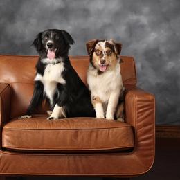 Miniature Australian Shepherd Puppies from Southern Oak Pups
