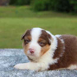 Kai - Red merle male Toy Australian Shepherd puppy in Bauxite, Arkansas from J and B Mini Aussies