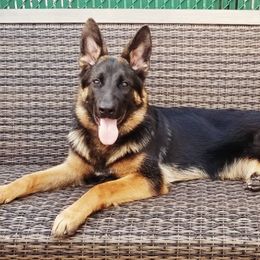 German Shepherds from Diana's German Shepherds