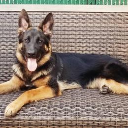 German Shepherds from Diana's German Shepherds
