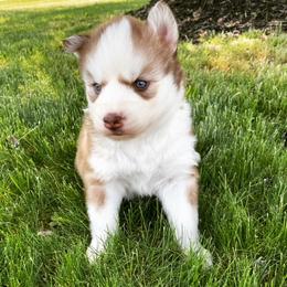 Miniature Australian Shepherd and Siberian Husky Puppies from Anna Philbrick
