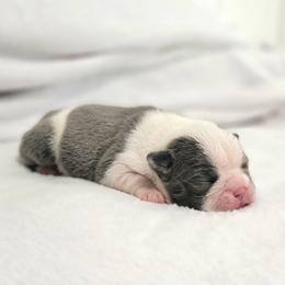 Boston Terrier Puppies from White Valley Boston Terriers